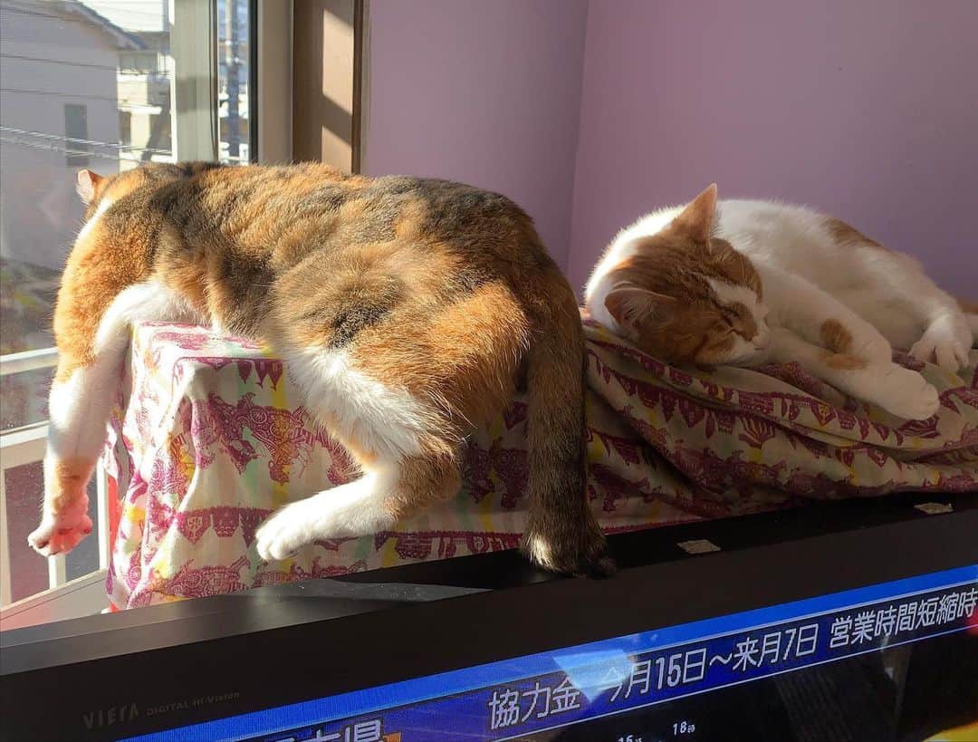 Kachimo Yoshimatsuさんのインスタグラム写真 - (Kachimo YoshimatsuInstagram)「今日も仲良し。これは本物か？ #うちの猫ら #oinari #castea #猫 #ねこ #cat #ネコ #catstagram #ネコ部 http://kachimo.exblog.jp」1月14日 13時05分 - kachimo