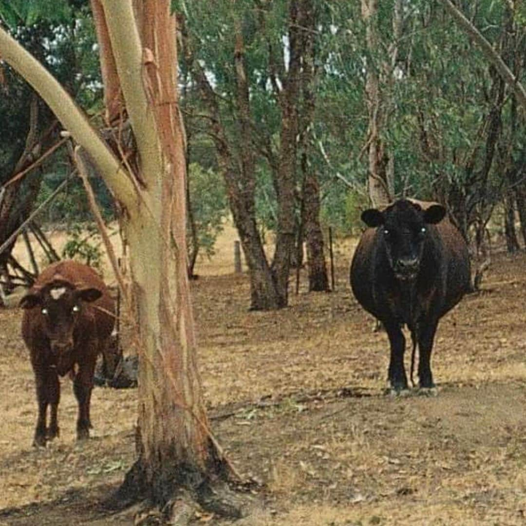 ミッチェル・ホープさんのインスタグラム写真 - (ミッチェル・ホープInstagram)「NYE 2020 with @nat.blanco_   Skip to last pic for demon cows」1月14日 13時11分 - mitchellhope