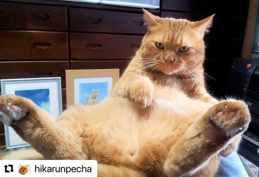【公式】いぬのきもち・ねこのきもちのインスタグラム：「#Repost @hikarunpecha さんのペチャちゃん。  ラスボス現る⁉️  絶対 無敵🌟  ハッシュタグ #いぬのきもち #ねこのきもち に投稿いただいた可愛い写真をご紹介しています！ 「いぬのきもちWEB　MAGAZINE」、「ねこのきもちWEB MAGAZINE」でもご紹介させていただくことも！  -------------------  .  #ねこ #猫  #ねこすたぐらむ #ねこのきもち #ねこ好き #ねこと暮らす #ねこ好きさんと繋がりたい #猫好きな人と繋がりたい #猫がいる生活 #猫と暮らす#猫好き #cat #catstagram #catsofinstagram #cats_of_instagram」