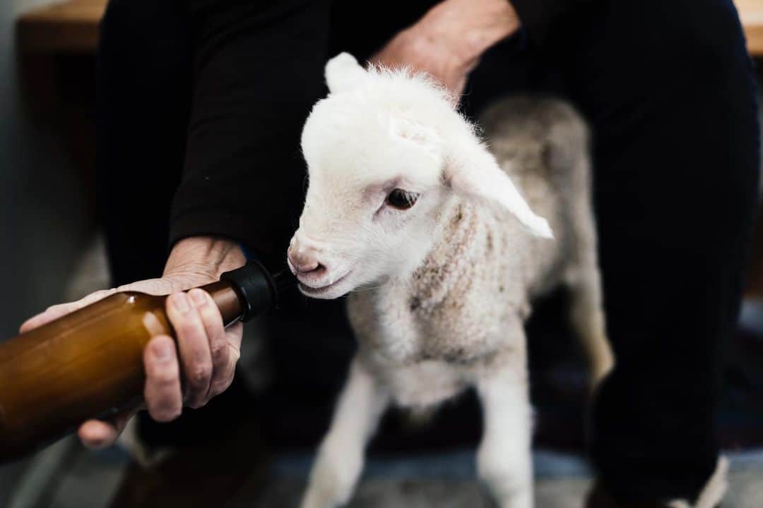The Woolmark Company Japanさんのインスタグラム写真 - (The Woolmark Company JapanInstagram)「着心地の良いウールのセーター。その裏にはオーストラリアで #メリノ ヒツジ（かわいい子羊も！）や広大な牧草地の世話をするためにたゆまず働く何万もの牧羊業者たちのストーリーがあります。彼らはこのように、世界最高のウールを育てているのです。」1月14日 13時34分 - thewoolmarkcompanyjp