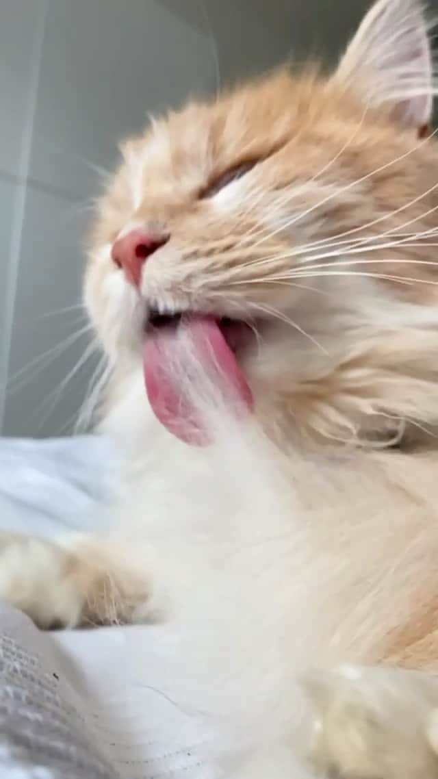 Cats of Instagramのインスタグラム