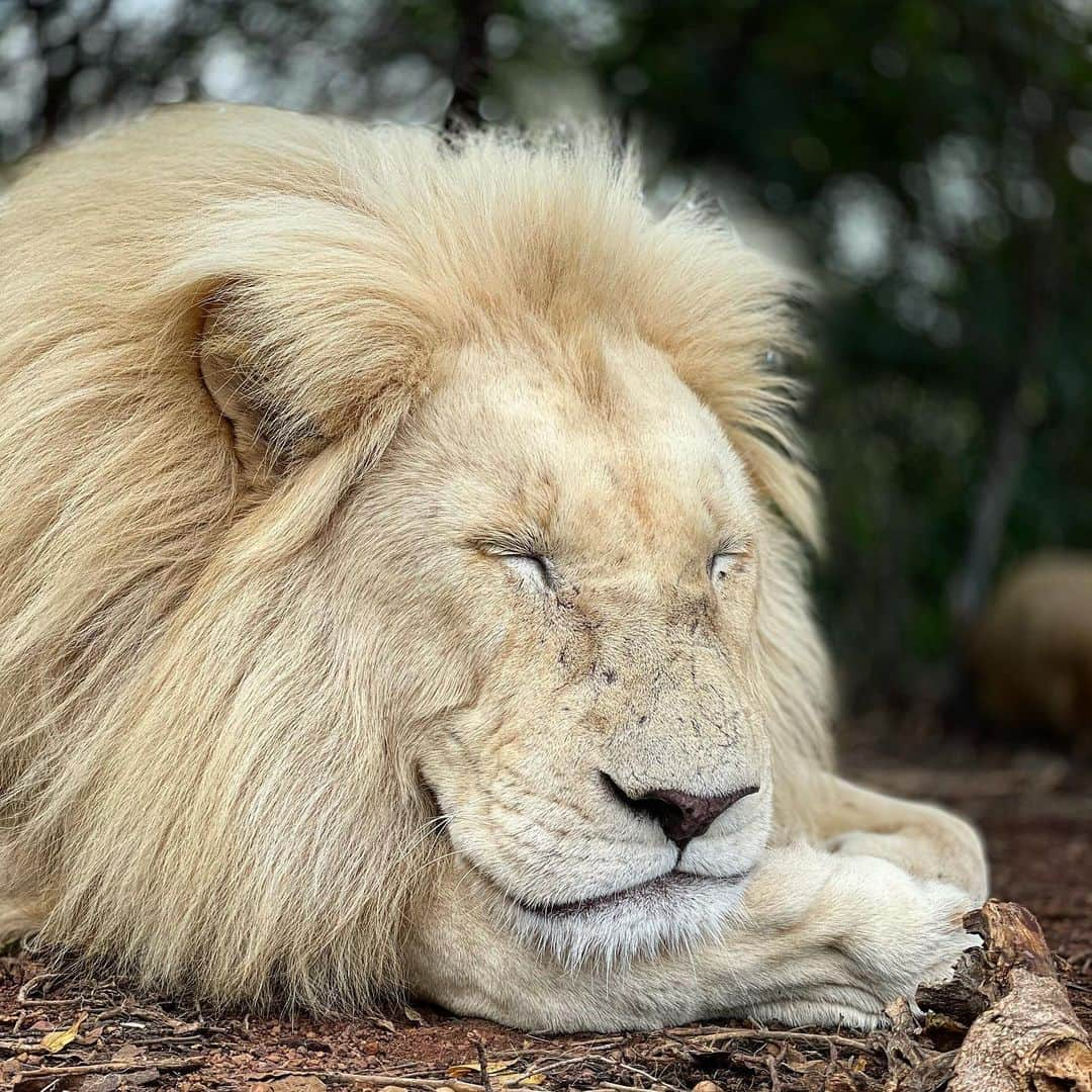 Kevin Richardson LionWhisperer さんのインスタグラム写真 - (Kevin Richardson LionWhisperer Instagram)「What do lions dream? Did you know that lions can sleep up to 20 hours a day? Not in one long stretch but rather in a series of short cat naps. Are lions lazy or just conserving their energy? Mostly when people view lions on game drives they’re sleeping unless you catch them early morning or late afternoon when they become active again. That’s because lions are crepuscular creatures and moving around in the soaring daytime temperatures is simply a waste of their energy.  • • • • •  #crepuscular #nocturnal #lion #whitelion #lionsleepstonight #lionsleepstoday #simba #lionking」1月14日 23時45分 - lionwhisperersa