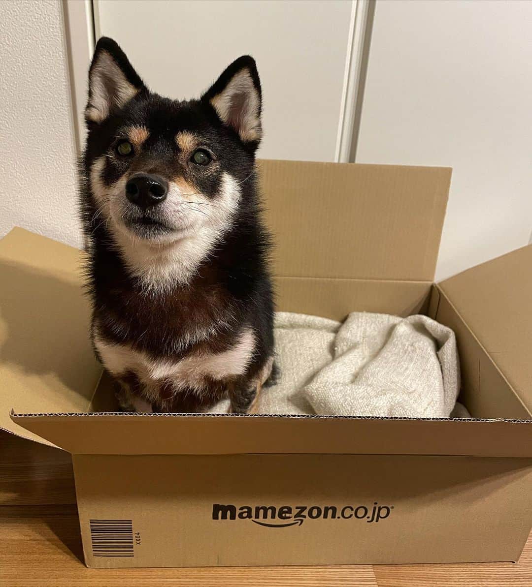 まめ丸のインスタグラム：「* * モフモフのお荷物とどいたよ🐶💓 #mamezon * 公式LINEには今までの人気動画とかInstagramにのせられなかった長めの動画のせてるよ🐶💓↓ ID検索🔍で@312mpyjt またはハイライトから * #マメゾン #みんなのおうちにもこのお荷物とどくかも❓ * #柴犬#豆柴#柴#黒柴#犬#ふわもこ部#いぬのきもち部#shiba#shibainu#shibastagram#shibadog#puppy#instadog#dogstagram#dog#instashiba#petstagram#pet#cutepetclub#강아지#멍스타그램#doglover#ilovemydog#weeklyfluff#boopthesnoot」