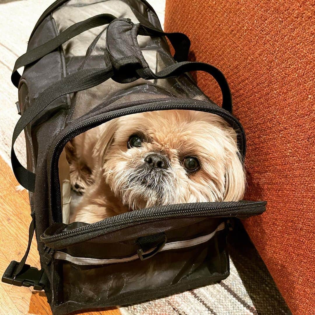 Dougie the Shih Tzuのインスタグラム：「Shih Tzu to-go」