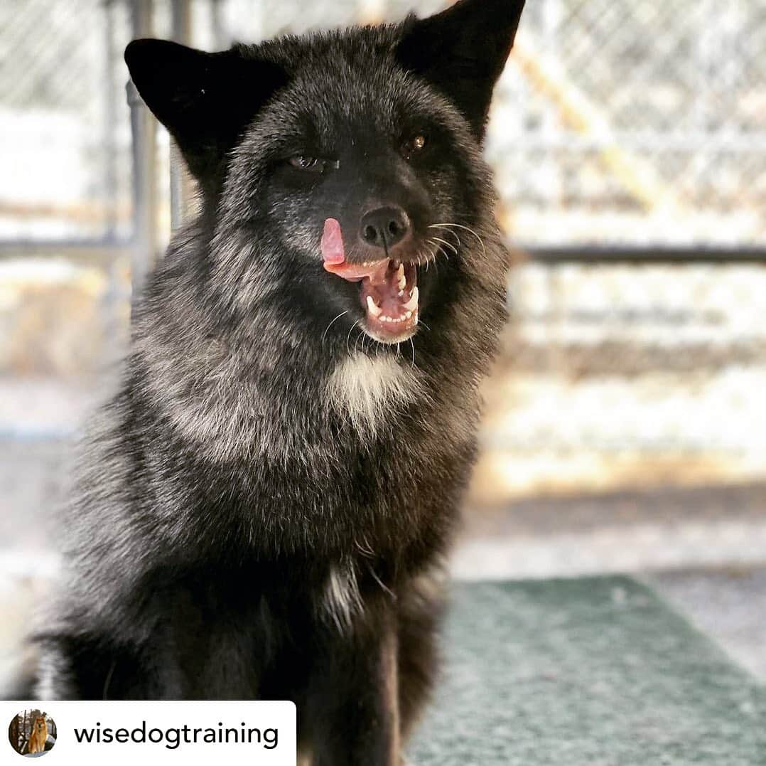 Rylaiさんのインスタグラム写真 - (RylaiInstagram)「Training Panda and Her Pals has begun!! This week, we had two trainers start working with a few of the babies (@wisedogtraining and Jan) as well as the weekly nose work training by @barkingatnothin yesterday (videos forthcoming).  . Our training opportunity is an amazing way for trainers to experience working with not only foxes, but the amazing Russian domesticated foxes.  These foxes are much easier, in many ways, to work with than their captive or wild counterparts- but pose their own challenges compared to working with man’s BFF.  . If you are a dog treat company and would like to partner to supply treats, PM us!  . Or if you would like to Sponsor this training program or the training program for a particular fox, let us know!!  .  Posted @withregram • @wisedogtraining I am very excited to be on a project with some other local trainers getting to work with these beautiful Russian Domesticated Foxes!! 🦊 Meet Laika and Yuri!  They live at the @jabcecc in Santa Ysabel and will be part of their educational programming there. ☺️ . . . #training #nosework #dogtraining #trainingday #foxes #russiandomesticatedfox #yuri #laika #platinum #silverfox #star #superstar #jabcecc #barkatnothing #ppp #sandiego #julian #socal #animal #animals #animallovers #animalsofinstagram」1月15日 0時37分 - jabcecc