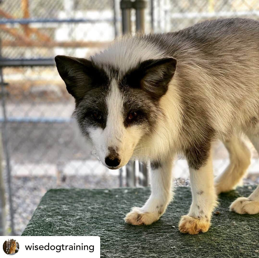 Rylaiさんのインスタグラム写真 - (RylaiInstagram)「Training Panda and Her Pals has begun!! This week, we had two trainers start working with a few of the babies (@wisedogtraining and Jan) as well as the weekly nose work training by @barkingatnothin yesterday (videos forthcoming).  . Our training opportunity is an amazing way for trainers to experience working with not only foxes, but the amazing Russian domesticated foxes.  These foxes are much easier, in many ways, to work with than their captive or wild counterparts- but pose their own challenges compared to working with man’s BFF.  . If you are a dog treat company and would like to partner to supply treats, PM us!  . Or if you would like to Sponsor this training program or the training program for a particular fox, let us know!!  .  Posted @withregram • @wisedogtraining I am very excited to be on a project with some other local trainers getting to work with these beautiful Russian Domesticated Foxes!! 🦊 Meet Laika and Yuri!  They live at the @jabcecc in Santa Ysabel and will be part of their educational programming there. ☺️ . . . #training #nosework #dogtraining #trainingday #foxes #russiandomesticatedfox #yuri #laika #platinum #silverfox #star #superstar #jabcecc #barkatnothing #ppp #sandiego #julian #socal #animal #animals #animallovers #animalsofinstagram」1月15日 0時37分 - jabcecc