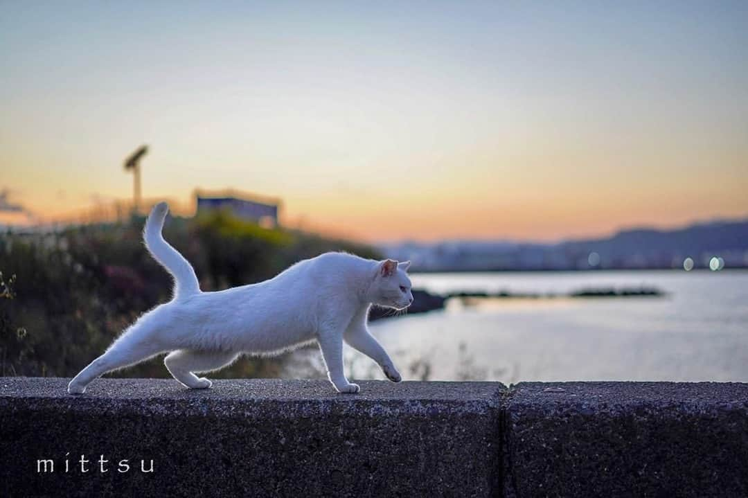 NEKOくらぶさんのインスタグラム写真 - (NEKOくらぶInstagram)「夕暮れストレッチ⠀ @mittsu54 さんの作品ですにゃ（＝ΦωΦ＝）⠀ *⠀ いいね！＆コメント大歓迎！！⠀ *⠀ #nekoclub #NEKOくらぶ #Japan #Photo #写真 #日本 #cat #ネコ #ねこ #猫 ⠀ Follow: @nekoclub_jpn⠀ *⠀ ▼【廣済堂出版共同企画】NEKOくらぶの皆さまとつくる「NEKOくらぶ写真集」、発売中♪（＝ΦωΦ＝）⠀ ※詳細は本アカウント「 @nekoclub_jpn 」のプロフィールに固定しているハイライトから⠀ *⠀ ※皆様、政府、自治体など公的機関の指示に従った行動をお願いします。⠀ 東京カメラ部および分室では、写真を「見る楽しみ」を提供することを通して、微力ながら皆様にわずかな時間でも癒しをお届けしたいと思っております。⠀ ※本アカウントは東京カメラ部がFacebook、Instagramのサービスを利用して運営しているもので、Facebook社・Instagramとは一切関係ありません。」1月14日 16時00分 - nekoclub_jpn