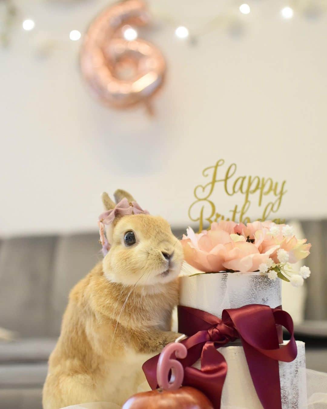 のインスタグラム：「lemon.🍋 我が家のツンデレ王子レモンちゃん 6歳になりました。🎂🎀 . . . 1年1年がありがたいお誕生日。🍋 我が家に来てくれてありがとう❤︎ 一緒にいてくれてありがとう❤︎ 小さな身体で大きな癒しをありがとう❤︎ お誕生日は感謝しかないです。💐 . これからもレモンが健康で楽しく過ごせるように.小さな瞳に問いかけながら過ごします。😊 . . . . Today is Lemon's birthday.  He is 6 years old  Thank you for your great love for Lemon.💐🍋✨ ♪ ♪ ♪ #誕生日#6歳#お誕生日おめでとう  #うさぎ#ウサギ#ネザーランドドワーフ#ZIP写真部#レモン#ふわもこ部#マーチ#多頭飼い #rabbits#rabbitsofinstagram #rabbitstagram #petstagram #march#instapet#cutepetclub #instarabbit #bunnies #bunnylove #lapin #pecotv #WeeklyFluff #lemon #netherlanddwarf #dailyflufffeature#pecotv」