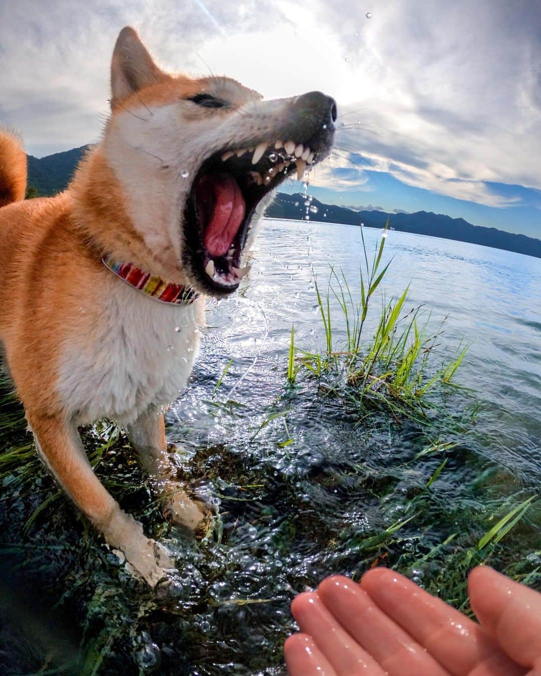 GoProさんのインスタグラム写真 - (GoProInstagram)「意地でも水滴をキャッチしたい！ 💦🐕 #愛犬 つくねと #田沢湖 で水遊びをする @mamibeans + @kappamaster 。連写フォトモードで撮影。  #GoPro #GoProJP #GoProDog #GoPro犬 #柴犬 #秋田 #Shiba #ShibaDog #ShibaInu #ShibaMania」1月14日 17時05分 - goprojp