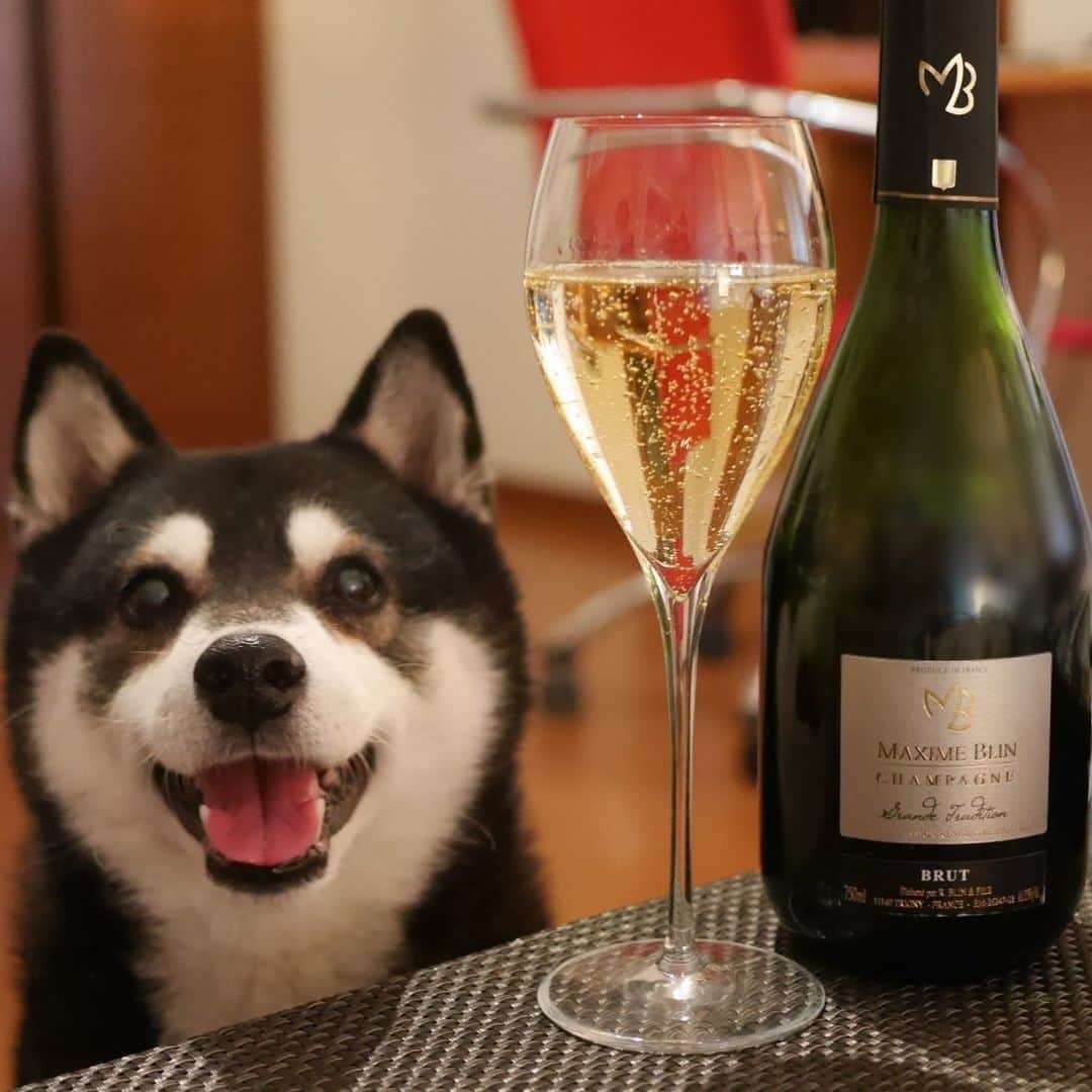 くろさんのインスタグラム写真 - (くろInstagram)「👅🍾 #maximeblin #maximeblinchampagne #champagne #マキシムブランブリュットグランドトラディション #マキシムブラン #エノテカ #ENOTECA #ForAllWineLovers #シャンパン #シャンパーニュ #kuroshiba #blackshiba #shibainu #shibadog #shibastagram #instadog #dogstagram #柴犬 #黒柴 #イッヌ #黒柴のいる暮らし #黒柴のいる生活 #黒柴と一緒 #わんこのいる暮らし #わんこのいる生活 #わんこと一緒 #スマイル豆 #スマイル犬 #👅🍾」1月14日 17時01分 - m6bmw