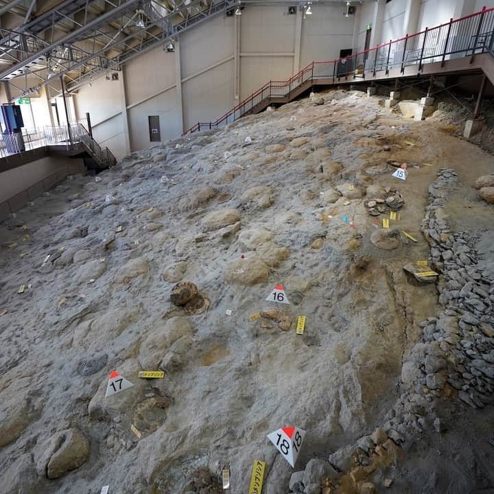 福島県さんのインスタグラム写真 - (福島県Instagram)「【いわき市アンモナイトセンター】  日本で初めて化石産出地に建設されたミュージアムです。地層から発掘されたままの化石を見ることができ、屋外では発掘体験も楽しめます。写真は、体験発掘場から2004年に産出した約8900万年前のアンモナイトの化石で、大きさは1mを超えます。他にも本州最大級のアンモナイト化石などが展示されています。  #いわき市アンモナイトセンター #いわき市 #いわき地方 #福島県 #iwakicity #fukushima #traveljapan #futurefromfukushima #ふくしまからはじめよう #新しい生活様式からはじめよう」1月14日 17時18分 - realize_fukushima
