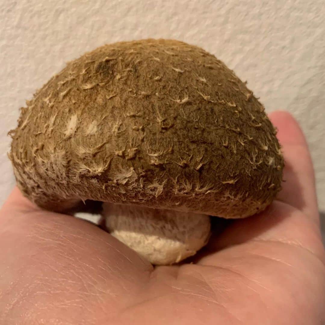 中澤裕子のインスタグラム：「🍄🍄  しいたけを見て かわいい、、と思ったのは おそらく初めて。  まるまるコロンとしてる🥰  #大分県産 #森川緑中津江 #椎茸しめじ常に常備 #きのこ好き #ほぼ毎日食べる」