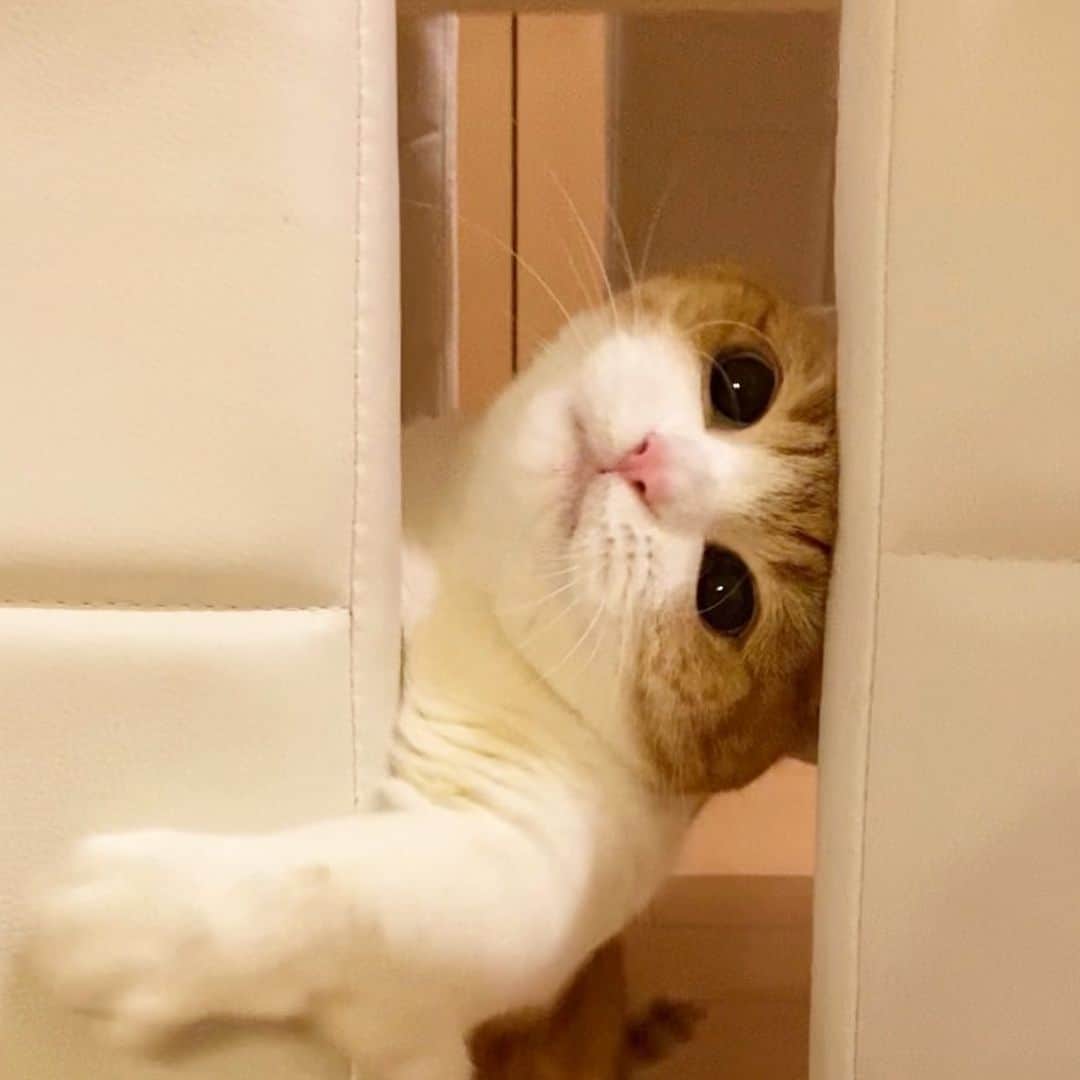 茶太郎 & きなこのインスタグラム：「ごっつんこしちゃったにゃ( ⸝⸝•ᴗ•⸝⸝ ) Kinako is playing in the chair😽 #きなこ椅子の間で楽しく遊んでるにゃりよ #お目目黒豆みたくなっちゃったにゃ #ハイライトでグッズのアンケートしてるにゃ #マンチカン#猫#munchkin #cat#catstagram #amazing#ねこ#茶トラ#短足#catsofinstagram#excellent_cats#9gag#cats_of_world_#instacat_meows#bestcats_oftheworld#catsofig#instacat#cats_of_instagram」