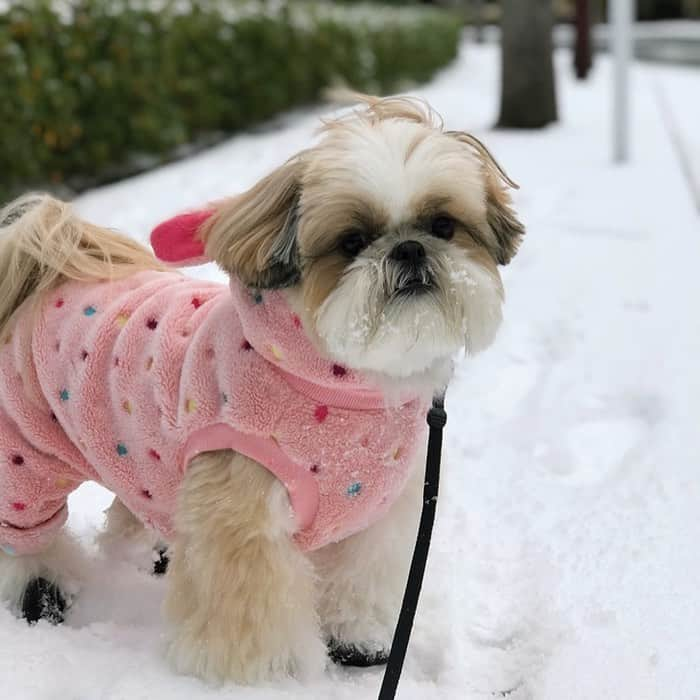 りんくのインスタグラム：「Winter mood 🐶❄️ * * * * * 真顔シリーズ😐」