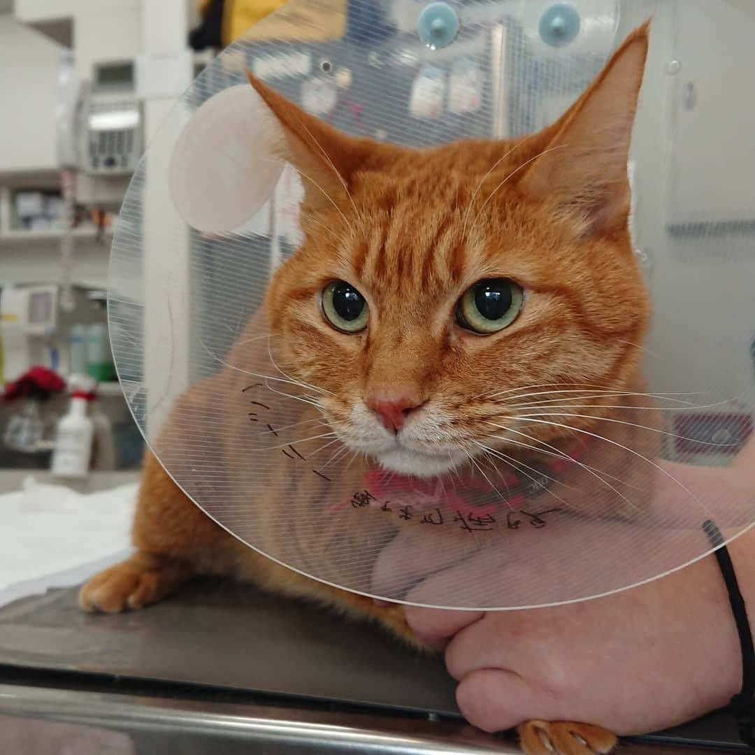 sippoさんのインスタグラム写真 - (sippoInstagram)「ネコも動物病院プロジェクトからベストショットを紹介✨ つぶらなお目々と口元がかわいい虎太郎さん＠showpon12345  「おしっこ出にくい疑惑」で病院を訪ね、特発性膀胱炎とわかったとのこと。お薬飲んで頑張ってるそうです😇   いつも一緒にいる飼い主さんだからこそ、気づいてあげられた不調です💪  病院🏥に行ったら #ネコも病院 をつけて投稿して下さい📸投稿数はなんと10000件を大幅に超え、寄付は100万円の上限に達しましたが、みなさんの発信により、ネコも病院に行くことがもっと当たり前になっていくことを願っています🥺  また、ベストショットに選ばれると、プロジェクトページとインスタでご紹介🎉さらに、オシッコチェックに最適なシステムトイレもプレゼント🎁  詳しくは「ネコも病院 」で検索、または↓ https://sippo.asahi.com/neko-byoin/ #sippo #ネコも病院」1月14日 18時30分 - sippo_official