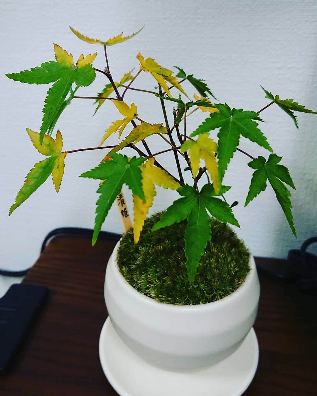 のインスタグラム：「😀家の紅葉がようやく色づいて来ました〜🍁(やはり暖房をつけてなくても、家の中は暖かいので、なかなか紅葉しませんね😅) #紅葉  #もみじ清姫  #吉本新喜劇 #新喜劇 #よしもと新喜劇 #よしもと」