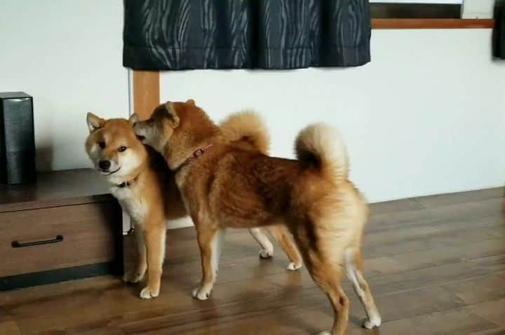 柴犬たま Shibainu Tamaのインスタグラム