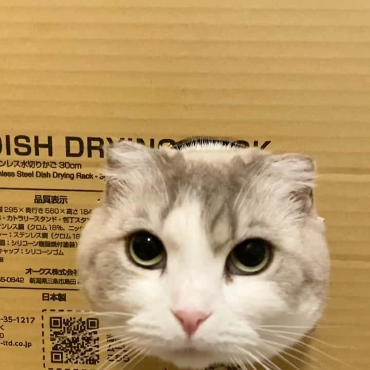 のインスタグラム：「. . イラッとしながら遊ぶもあたん🙉 . LINE公式にアップした動画では なぜイラッとしてるのかご覧いただけます😹 . . LINEって、タイムラインに“いいね”すると「友達にシェアしました」と 友達に通知がいってしまうので嫌ですよね🙄💭 なので“いいね”はいただけなくても大丈夫です👌お気軽にフォローと覗き見してくださいね🙆🏻‍♀️ プロフィールのハイライトからどうぞ @ohshima_moa . ハイライトのURLから飛べないよって方はDMでお知らせくださいね☺︎ . . #シマホでお参り #りぷちんに届け元気玉 #サンデイ #catlife #catsofinstagram #cats_of_world  #無敵の親バカ同盟 #Instacat_meows #lovelycat #sweetcat #9gag #bestmeow #猫好きさんと繋がりたい #猫のいる暮らし」