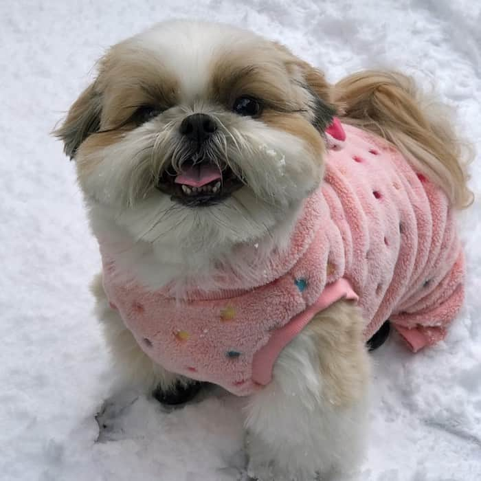 りんくさんのインスタグラム写真 - (りんくInstagram)「Yay for snow days! ☃️❄️ * * * * * 三連休は雪、雪、雪〜のりんく地方😂❄️ 雪の中を思いっきり駆けまわりました🥶🐶💨 ・ 最後はただ走るだけの長い長い動画です💦 ノーリードにしたのは自宅のお庭の中だけだよ😊🐶🐾 ・ ☑︎今度こそ消えずに投稿できますように✨ 先程いいねやコメントを残してくださった皆さま、申し訳ありませんでした🥺🙏」1月14日 19時23分 - link.jpn