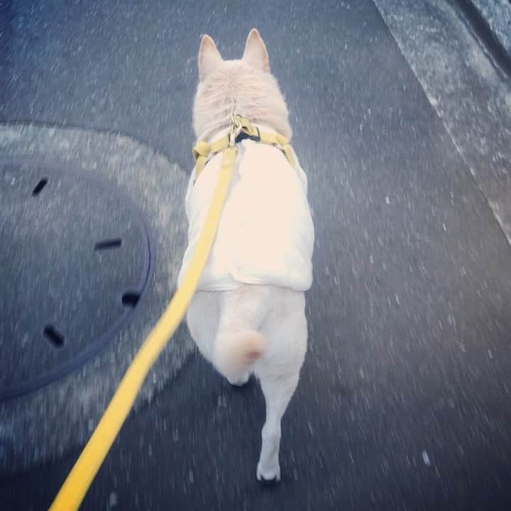 パンといっぴきのインスタグラム：「#元保護犬 #雑種犬 #crossbreed #mixdog #キップル14歳　#散歩」