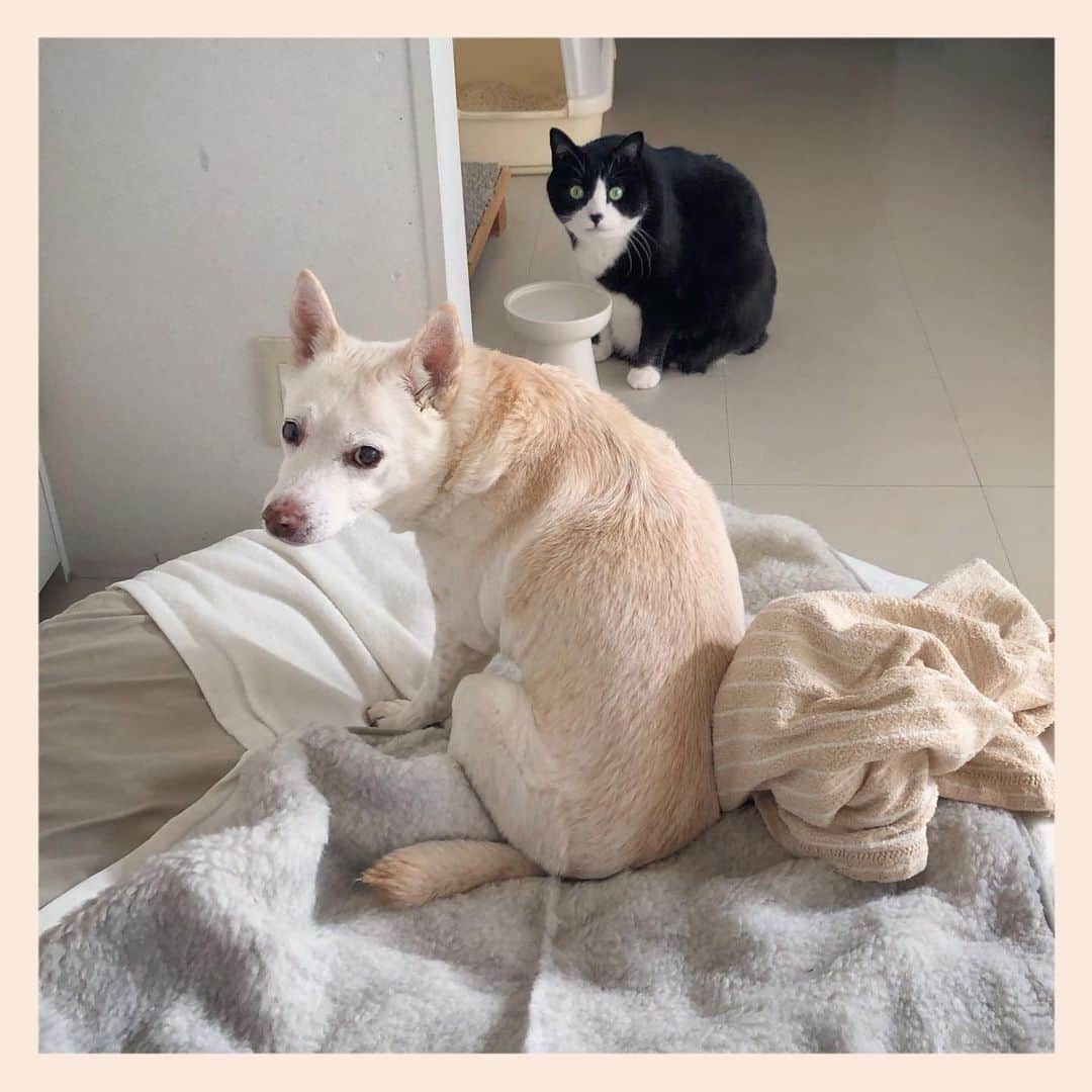 パンといっぴきのインスタグラム