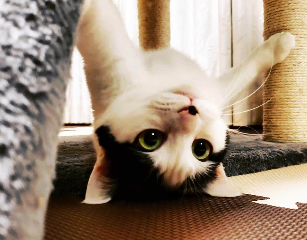山口治樹のインスタグラム：「おでこのシワ‼️笑  #cat #gato #猫 #ネコ #ねこ #ねこすたぐらむ」