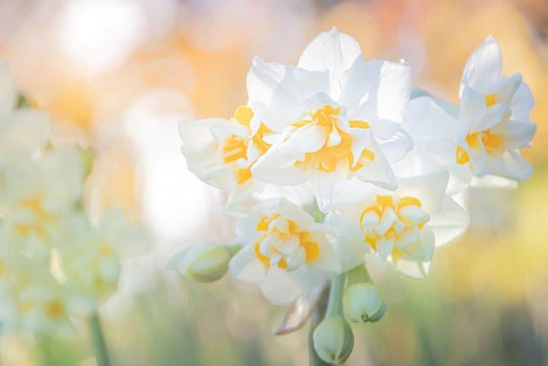 花の写真館のインスタグラム：「Photo by 川上一恵.⠀ .⠀ Original Post[投稿いただいたURL]⠀ https://www.facebook.com/photo.php?fbid=2275477366085016⠀ .⠀ 本アカウントは、 #私の花の写真 をつけてInstagramに投稿された皆さまの花の写真や、「花の写真館」Facebookページで投稿された花の写真を紹介します。⠀ 「花の写真館」Facebookページは、「 @floral.photograph 」のプロフィールにあるURLからご覧ください。⠀ .⠀ ※各自、政府、自治体など公的機関の指示に従った行動をお願いします。⠀⠀ 東京カメラ部および分室では、写真を「見る楽しみ」を提供することを通して、微力ながら皆様にわずかな時間でも癒しをお届けしたいと思っております。⠀ ※本アカウントは東京カメラ部がFacebook、Instagramのサービスを利用して運営しているもので、Facebook社・Instagramとは一切関係ありません。⠀ .⠀ #花の写真館 #floralphotograph #floralphoto #flower #flowers⠀ Follow: @floral.photograph」
