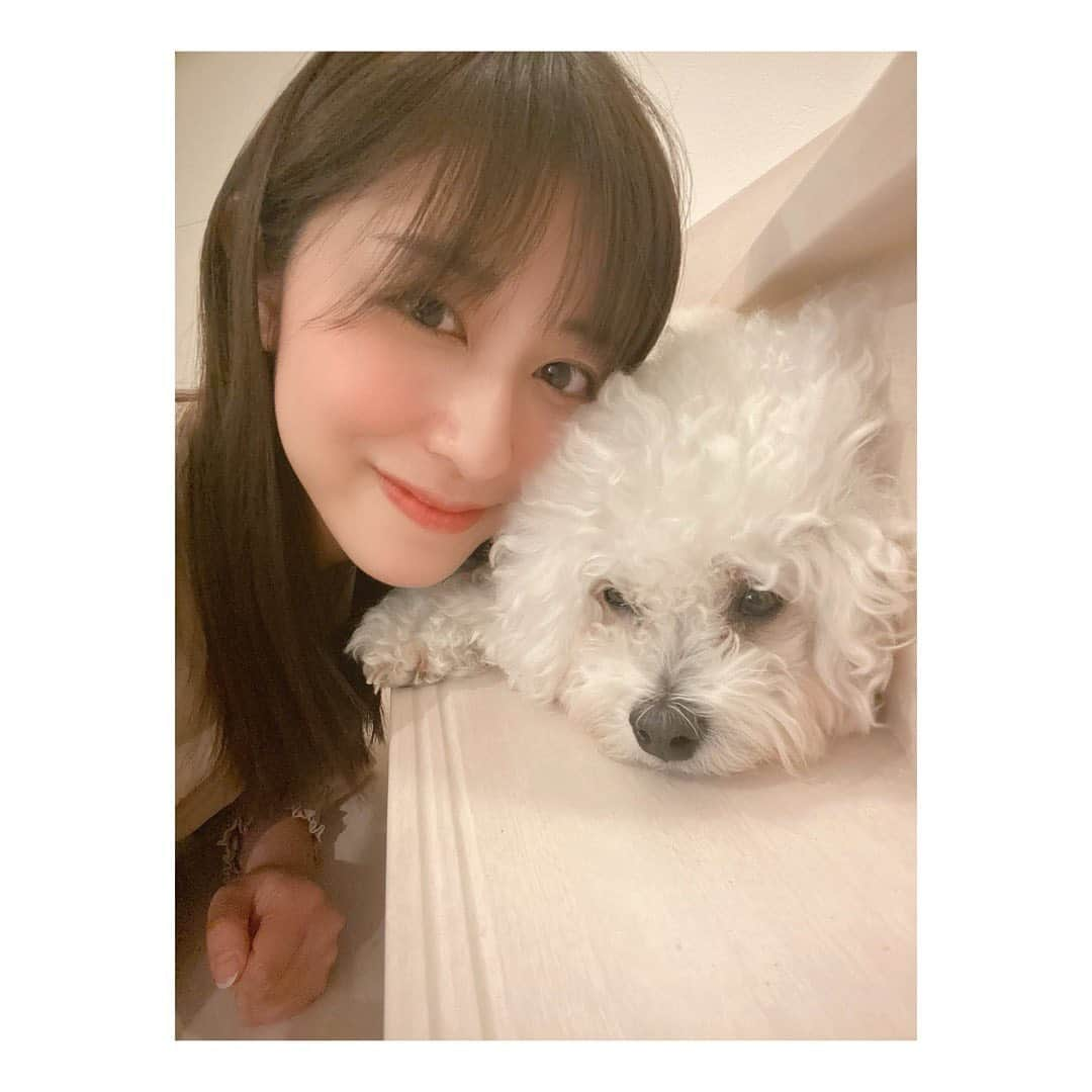 斎藤ちはるさんのインスタグラム写真 - (斎藤ちはるInstagram)「私の癒し…親戚の家のわんちゃん🐶 . はしゃぎすぎて、帰り際はいつも眠くなっちゃうみたい😳 . . #去年 の #写真 #人知れず #階段 で #寝ていた #可愛すぎ #ああ #あゝ #会いたい . . #斎藤ちはる#テレビ朝日アナウンサー#テレビ朝日#テレ朝#アナウンサー#親戚#犬#わんちゃん#わんこ#いぬ#イッヌ#犬派#いぬすたぐらむ#ビションフリーゼ#びしょんふりーぜ#ビション#もふもふ#モフモフ#ふわふわ」1月14日 19時48分 - chiharu_saito_ex