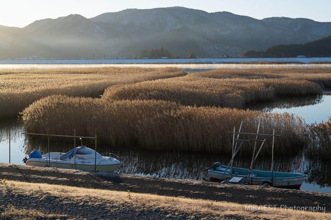 mikaestのインスタグラム：「At sunrise . ひとつ前のポストと同じ場所です。 気に入りすぎて別日の朝に行ってきました笑笑 石巻市を流れる北上川の川沿いに広がる葦（ヨシ）の群生地です。 近くに東日本大震災で多数の犠牲者が出た大川小学校がある場所で、ヨシも津波で全て流されたそうですが、10年たってようやくここまで育ってきたとのこと。 刈ったヨシはしめ縄やかやぶき屋根に使ったり、近所の小学校の卒業証書にしたりしているみたいです！船は、この辺でシジミが取れるので、そのためのものなんですって！ ヨシは、朝陽が当たると黄金色にキラキラ輝いて本当にキレイでした。この日は氷点下10℃近くまで冷え込み、向こう側には川霧も少し出ていましたよ。草好きにはおすすめスポットです🌾🌾刈られる前に是非どうぞ📷 . Nikon Z7 NIKKOR Z 50mm f/1.8 S #Zcreators . #発災10年フォトコンテスト #復興の歩み宮城 . #三陸復興国立公園 #葦原 #北上川 #石巻市 #宮城県 #sunrise .」