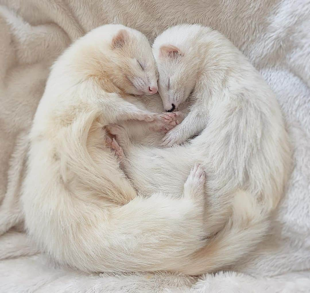 Naruto⭐️Borutoのインスタグラム：「. . . 🥨 . . .  #animal#animals#animaladdicts#pet#pets#petstagram#cutepetclub#cute#adorable#funny#instagramjapan#instaanimal#instapet#ferret#ferrets#IGersJP#animallovers#magnificent#weeklyfluff#fluffy#pretty#bestanimals#instaphoto#instagram#animalsco#フェレット#小動物#ふわもこ部」