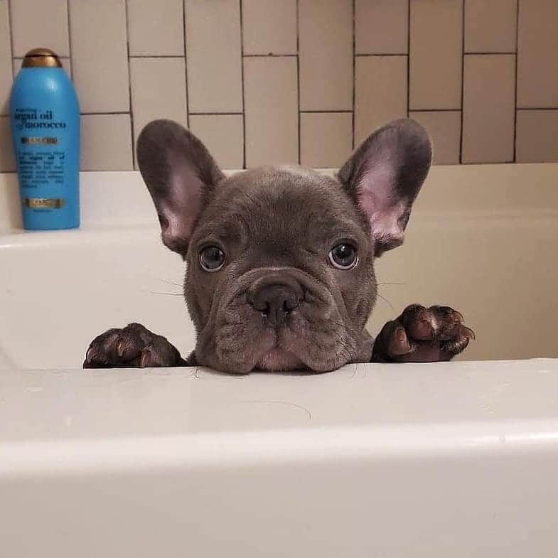 French Bulldogさんのインスタグラム写真 - (French BulldogInstagram)「Bath time 🛁 @meeko_finn_thefrenchie . . . . . #frenchbull #frenchbulldogs #frenchie #bullypics #bulldogs #frenchbulldoglife #法国斗牛犬 #frenchbulldogpuppy #frenchyfanatics #frenchielovers #frenchielove #buhistagram #frenchielife #frenchbulldogsofinstagram #franskbulldog #frenchiebulldog #frenchiephotos #buhigram #frenchbulldog #frenchiegram #bullys」1月14日 20時23分 - frenchie.world