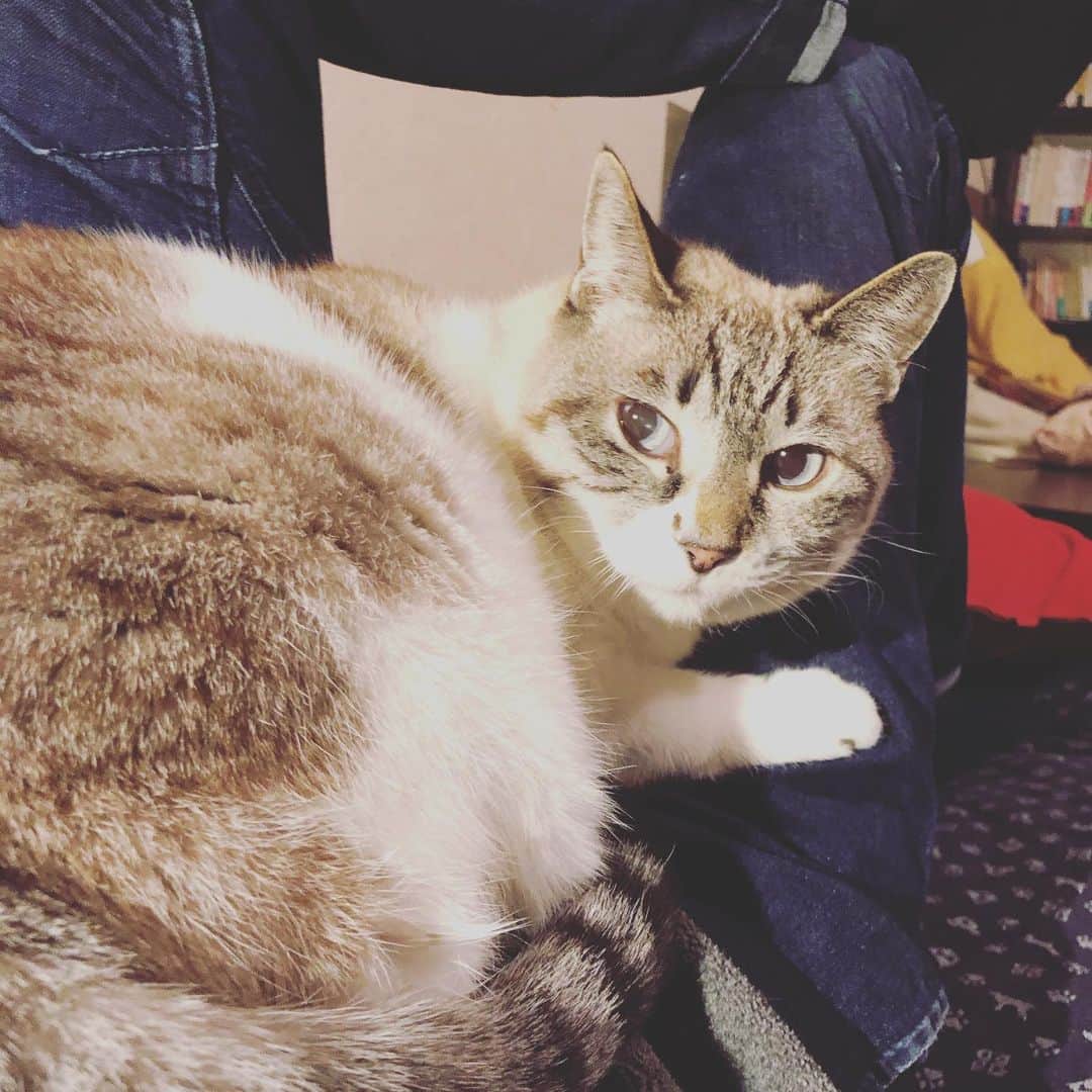 町田康のインスタグラム：「あかん。見てまう。」
