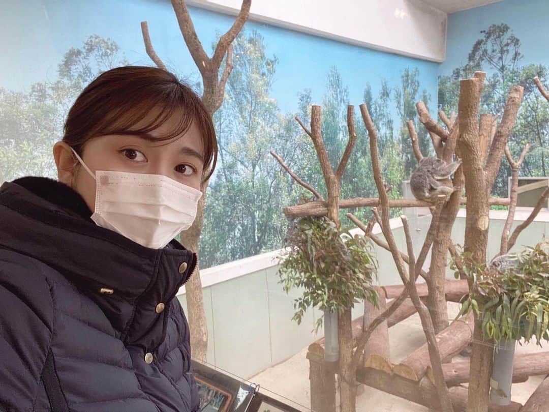 鹿野未涼のインスタグラム：「. こんばんは。  今日はコアラの赤ちゃんの取材に 行きました🐨  お母さんの袋の中から顔を出し スヤスヤと眠る様子を 少しだけ見ることができました💤  本当に可愛くて カメラマンさんも私もずっとこの表情☺️でした。  今後は袋から出る時間が増え ユーカリの葉を食べる様子も 見ることができるということです🌿  #平川動物公園 #コアラ #Koala #コアラの赤ちゃん #取材 #最後の一枚はカメラ目線のコアラ #かわいい #アナウンサー」
