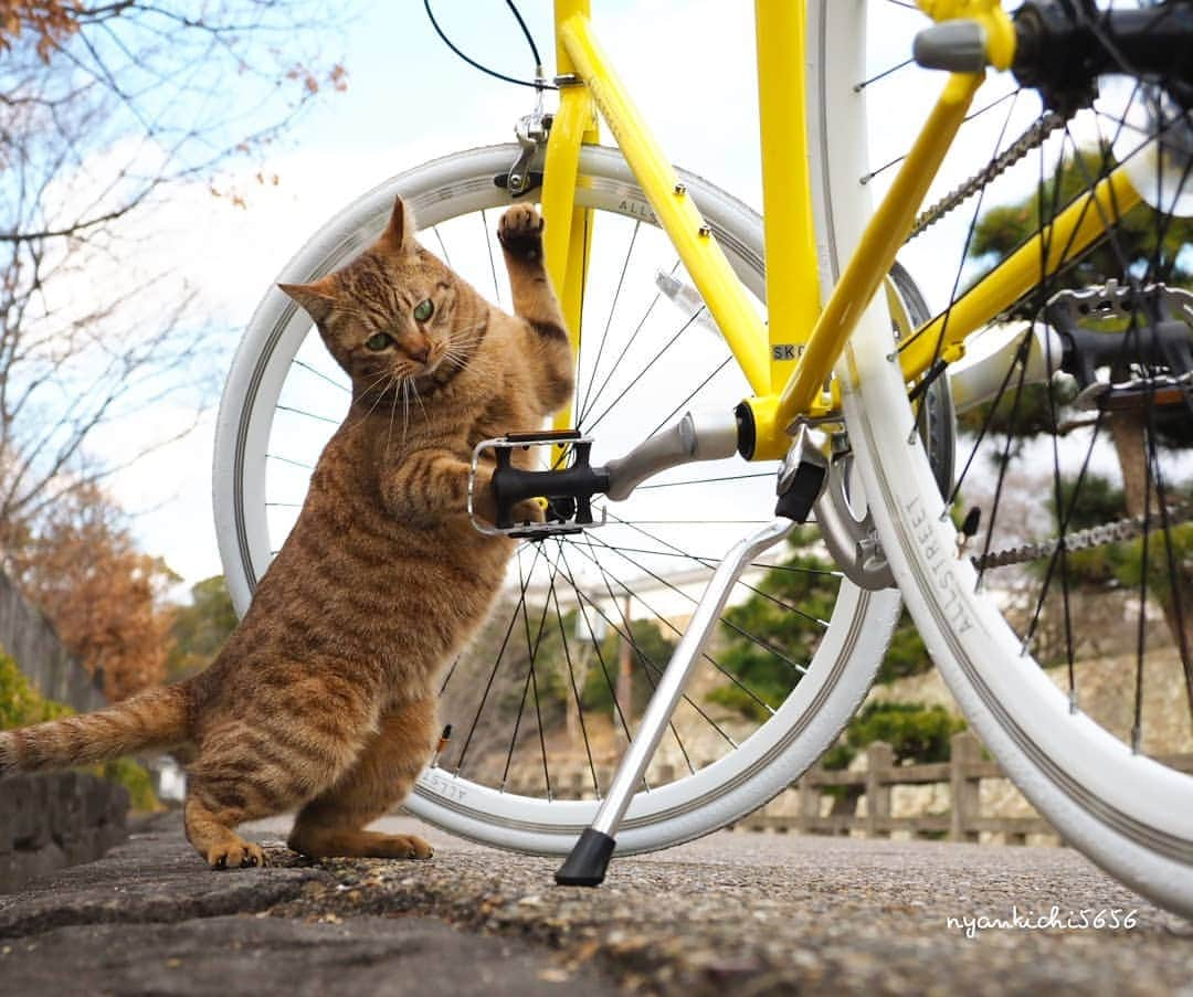 路地裏のにゃん吉さんのインスタグラム写真 - (路地裏のにゃん吉Instagram)「クルクルが面白いらしいウリちゃん😺  メルヘンチックな自転車と言われたのでメルヘン号🚲  ハイヨーメルヘン💕  Shot with OM-D E-M1 MarkⅡ M.ZUIKO DIGITAL ED 12-100mm F4.0 IS PRO  　  #生き抜け野良猫 ウリちゃん #camera_kitamura #breakfree_olympus #แมว #igersjp#のらねこ部#猫#ねこ部#gallery_legit #にゃんすたぐらむ#みんねこ #cats#ファインダー越しの私の世界 #catsofinstagram #gatto#catloversclub#bnw_drama#gf_bnw #東京カメラ部#icu_japan#getolympus」1月14日 21時01分 - nyankichi5656