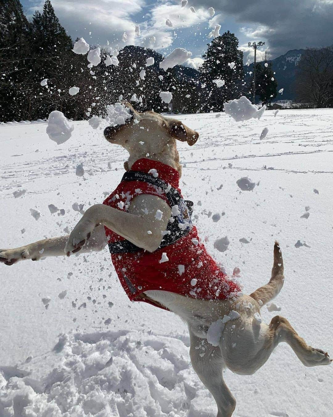 PECO いぬ部さんのインスタグラム写真 - (PECO いぬ部Instagram)「「雪っておいしい！」 . #ダイナミックジャンプで #雪まみれ⛄️ #雪を食べる美味しさに気づいた #キラキラの1才🐶 #顔に当たってもこの笑顔😆  素敵な投稿してくださったのは… @inu_no_senmuさん 他にも素敵なお写真がたくさんあるので、ぜひ遊びに行ってみてくださいね♪  #pecoいぬ部 をつけて投稿すると… PECOのSNSで楽しくご紹介させていただきます😋  #犬 #犬バカ部 #いぬら部 #いぬ部 #わんこ #いぬ #instadog #ilovemydog #ilovedog #dogstagram #dogsofinstagram #doglife #mydogiscutest #todayswanko #doglover #labradorretriever  #いぬすたぐらむ #犬のいる暮らし #ラブラドールレトリバー #ダイナミック #雪あそび #labrador」1月14日 21時00分 - pecodogs