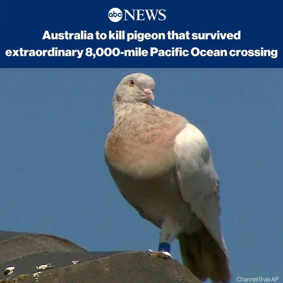 ABC Newsさんのインスタグラム写真 - (ABC NewsInstagram)「A racing pigeon survived an extraordinary 8,000-mile Pacific Ocean crossing from the United States to reach Australia, but authorities are concerned that the animal may be carrying diseases which pose a risk to native wildlife. MORE AT LINK IN BIO #australia #birds #disease⁠」1月14日 21時01分 - abcnews