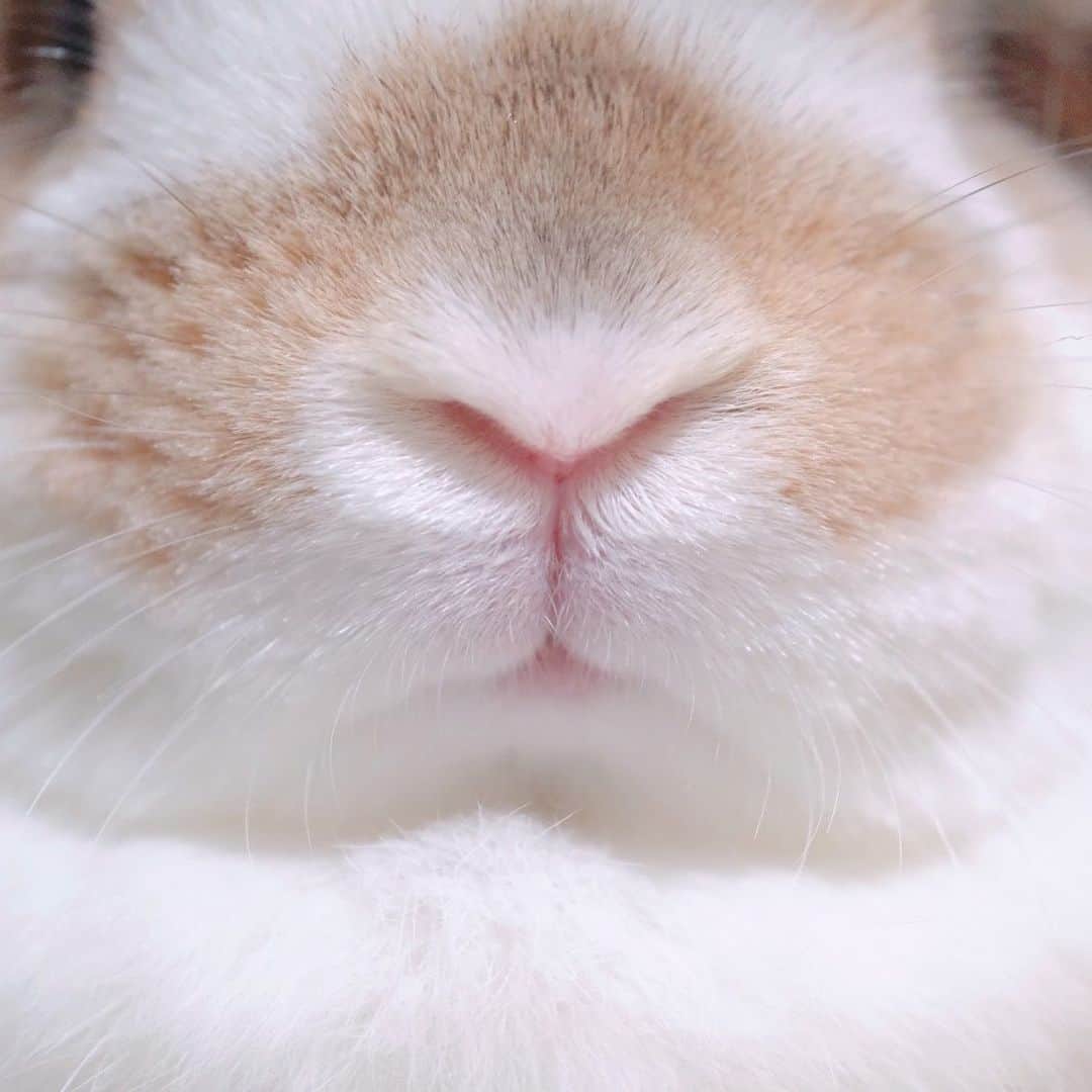usagraphのインスタグラム：「うさぎのお鼻様Y ＊ ＊ ＊ #うさぎ　#rabbit #bunny #ふわもこ部  #WeeklyFluff #igersjp  #tokyocameraclub #東京カメラ部  #神戸カメラ部  #bunnystagram  #うさぎ部 #ホーランドロップ #hollandlop  #ファインダー越しの私の世界 #art_of_japan #myfujilove  #今日もx日和」