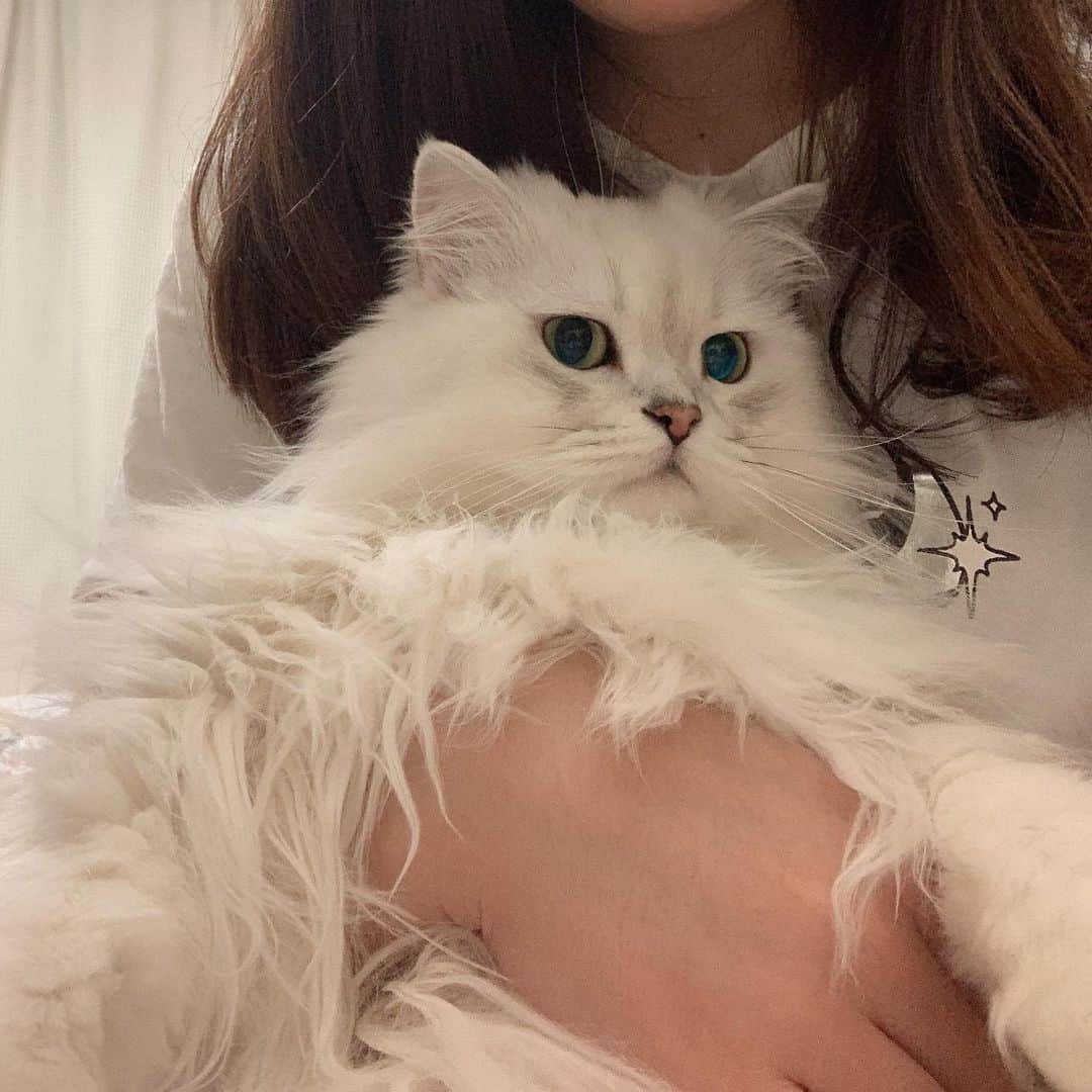후추네큰언니のインスタグラム：「내 옷에 있는 저 빛나는? ✨ 무늬가 후추가 째릿 하는 효과 같음 ㅋㅋㅋㅋ  표정도 저래가지고 ㅋㅋㅋㅋㅋㅋ 귀욥..   #후추  #고양이  #냥스타그램 #캣스타그램  #Hoochu #Hoochuthecat #cat #cats #catstagram #catsofinstagram #topcatphoto #bestmeow #ilovecat #cute #fluffy #petstagram #instacats」