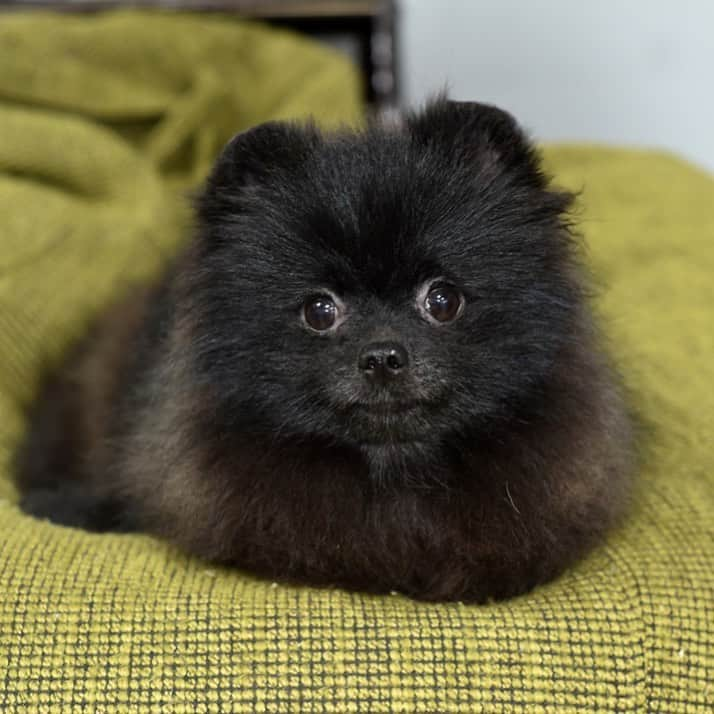 Puppy For Sale.さんのインスタグラム写真 - (Puppy For Sale.Instagram)「Шикарный мальчик померанского шпица чёрного окраса 😊👍 ⠀ Супер пушистый, с кукольной мордашкой и замечательным озорным  характером 🔥👍 ⠀ ___ ⠀ Следите за нашими обновлениями и подписывайтесь👇 @artsimpatiya ⠀ Больше информации, фото и видео: Директ, на личном сайте питомника Арт Симпатия: www.artsimpatiya.ru ⠀ #pom #pomeranian #pomeranien #pomeranianspitz #pomeranianworld #pomeranianparis #pomeranianlyon #pomeranianbelgium #pomeranianamsterdam #pomeranianlove #pomeranianpuppy #pomeraniansofinstagram #pomeranianpuppies #pompuppy #pompuppies #spitz #spitzdog #pomeranianspitz #puppiespomeranian #puppypom #pomeranianlondon #pomeranianengland #pomeranianholland #pomeranianclubholland」1月14日 21時29分 - artsimpatiya