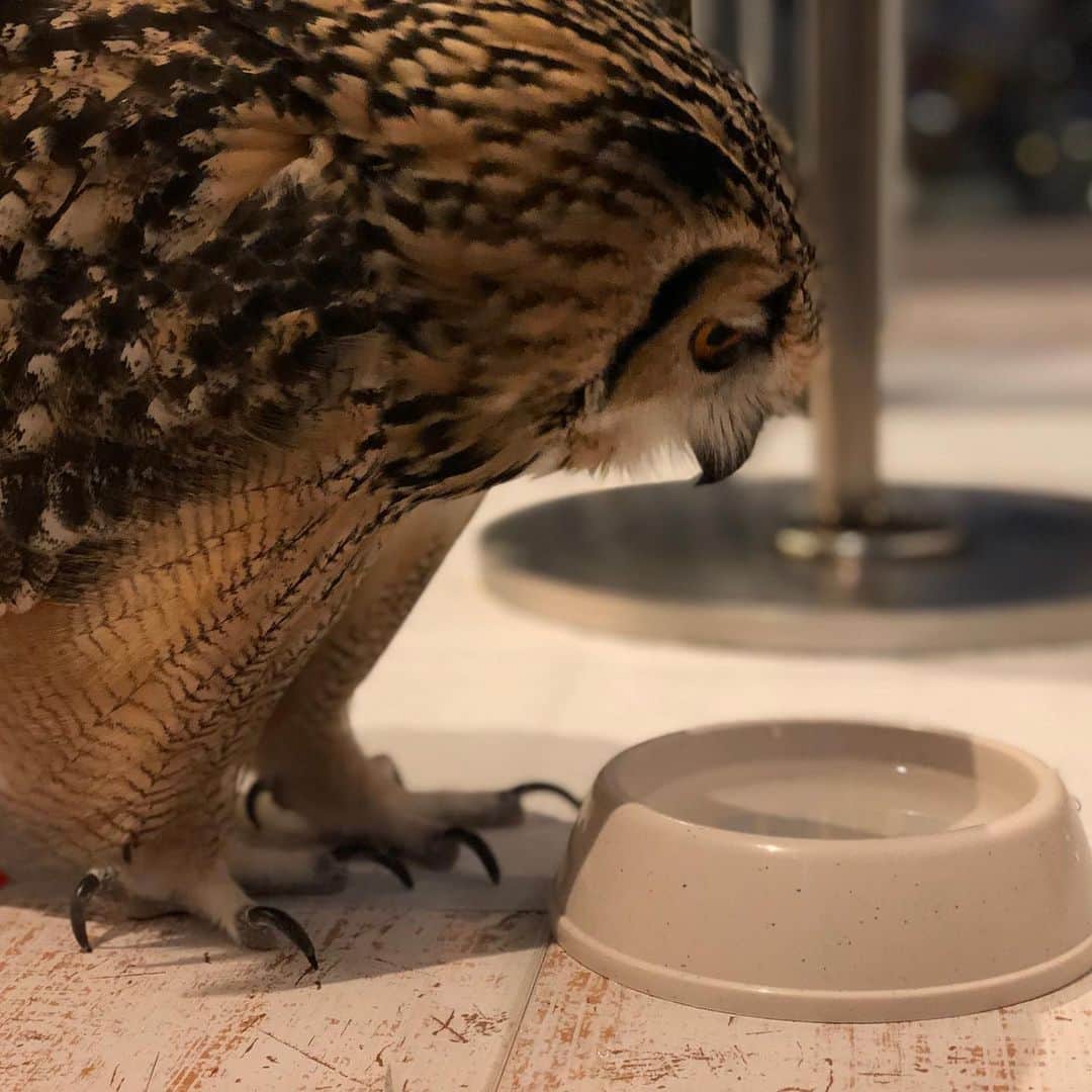 GEN3 Owlのインスタグラム：「ぷはぁー！んまい！ That hits the spot!  #owl #owlgaru #フクロウ」