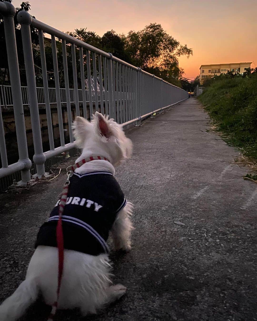 Hoykong&Plamuekのインスタグラム：「Sunset   #plamuek_westies #westiemoments #westiesofinstagram #dogsofinstagram」