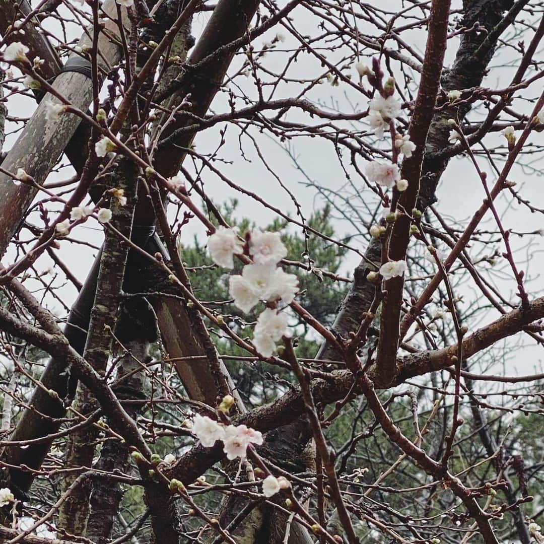 土屋香織さんのインスタグラム写真 - (土屋香織Instagram)「𖥸.𝕂𝕖𝕟𝕣𝕠𝕜𝕦𝕖𝕟 兼六園 日本最古の噴水⛲️ 機械を使わずに池の水面との高低差を使って 自然の力だけで吹き上がってるんだって❣️ 不思議で不思議でたまらなくてずっとみちゃった( › ·̮ ‹ ) . 色とりどりのもみじがきれいでたまらなかった( ˘͈ ᵕ ˘͈ )🍁✧︎*。 . . #兼六園 #kenrokuen #kenrokuengarden #噴水 #金沢 #金沢旅行 #石川旅行 #北陸旅行 #retrip_石川 #タビジョ #genic_pt #着物で金沢 #otonatabi_japan #stayway女子旅 #石川旅行 #instagramjapan #石川 #aroundtheworld #ファインダー越しの私の世界 #tokyocameraclub #retrip_nippon #きもの #美しいキモノ #きもの女子 #着物 #着物コーディネート #きものコーデ #着物コーデ #着物好きな人と繋がりたい #かおvoyage #みんなで美しいキモノ」1月14日 21時55分 - kaorintsuchiya