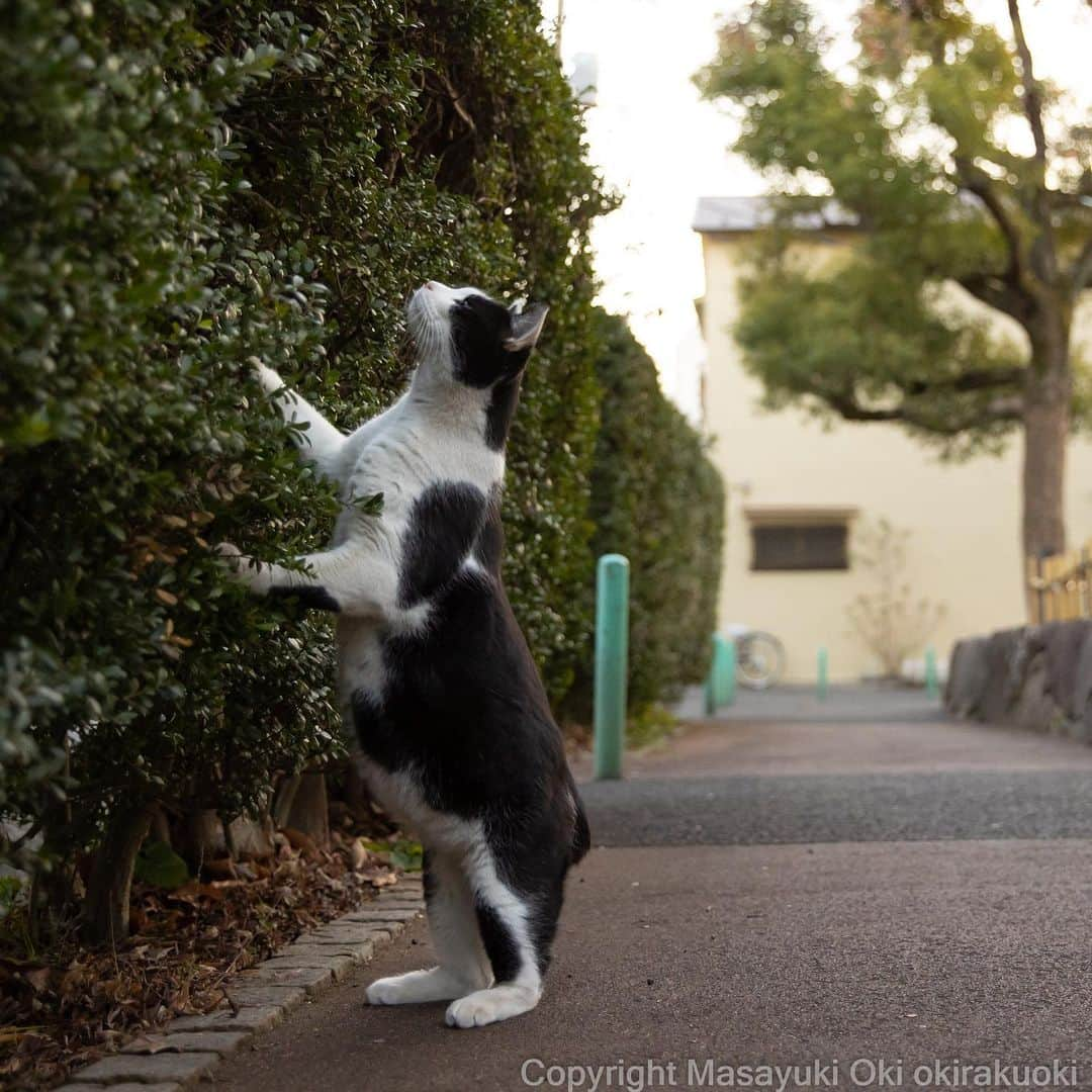 Masayukiさんのインスタグラム写真 - (MasayukiInstagram)「探しもの。」1月14日 21時55分 - okirakuoki