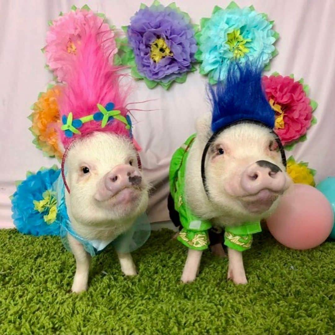 Priscilla and Poppletonさんのインスタグラム写真 - (Priscilla and PoppletonInstagram)「🎂GUESSING TIME🎂Tomorrow these two babies will be turning five, and Posey and Pink want to follow in our hoofsteps and have you guess what their party theme will be.  Swipe to see past themes, so you don’t guess those (cupcake, pirate, trolls, thing1/thing2). You can guess as many times as you want. It’s just for fun, but they are super excited to see if anyone guesses correctly so please play along. We are so excited to celebrate the BIG FIVE with them tomorrow!🐷🎉#happybirthdayposeyandpink #poseyandpinkturnfive #PoseyandPink」1月14日 22時15分 - prissy_pig