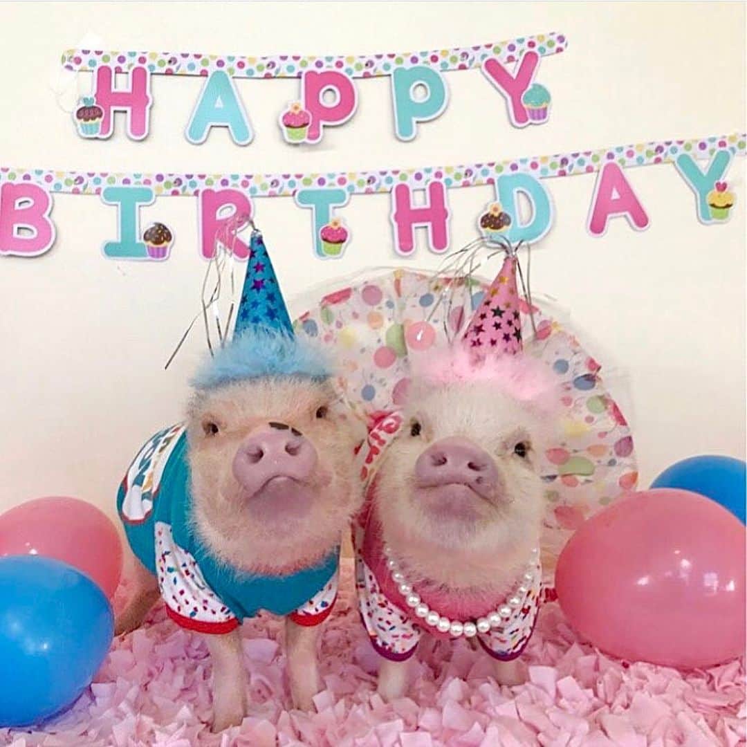 Priscilla and Poppletonさんのインスタグラム写真 - (Priscilla and PoppletonInstagram)「🎂GUESSING TIME🎂Tomorrow these two babies will be turning five, and Posey and Pink want to follow in our hoofsteps and have you guess what their party theme will be.  Swipe to see past themes, so you don’t guess those (cupcake, pirate, trolls, thing1/thing2). You can guess as many times as you want. It’s just for fun, but they are super excited to see if anyone guesses correctly so please play along. We are so excited to celebrate the BIG FIVE with them tomorrow!🐷🎉#happybirthdayposeyandpink #poseyandpinkturnfive #PoseyandPink」1月14日 22時15分 - prissy_pig