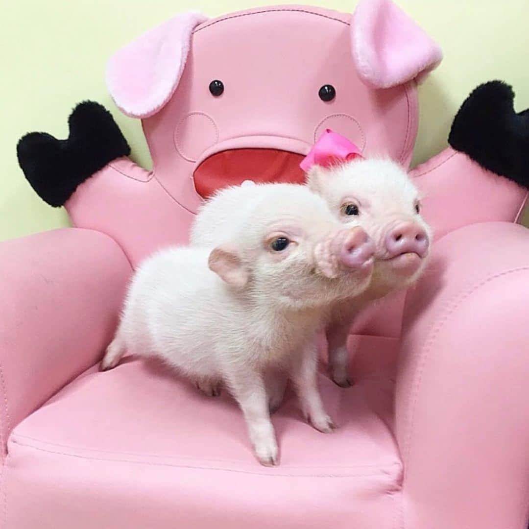 Priscilla and Poppletonのインスタグラム：「🎂GUESSING TIME🎂Tomorrow these two babies will be turning five, and Posey and Pink want to follow in our hoofsteps and have you guess what their party theme will be.  Swipe to see past themes, so you don’t guess those (cupcake, pirate, trolls, thing1/thing2). You can guess as many times as you want. It’s just for fun, but they are super excited to see if anyone guesses correctly so please play along. We are so excited to celebrate the BIG FIVE with them tomorrow!🐷🎉#happybirthdayposeyandpink #poseyandpinkturnfive #PoseyandPink」