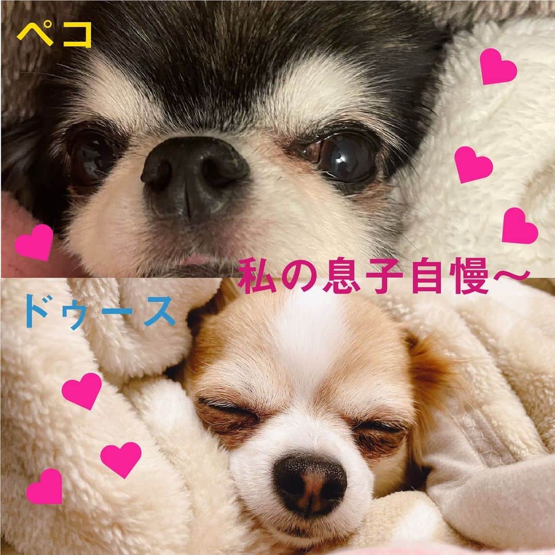 IKKO【公式】さんのインスタグラム写真 - (IKKO【公式】Instagram)「息子自慢〜❤️❤️❤️  私の宝、息子たち〜😁🎶🎵  気まぐれペコ〜❤️✨❤️ べったりドゥース〜❤️✨❤️  #愛犬 #ペット #2021 #風 #癒し」1月14日 22時58分 - love_ikko