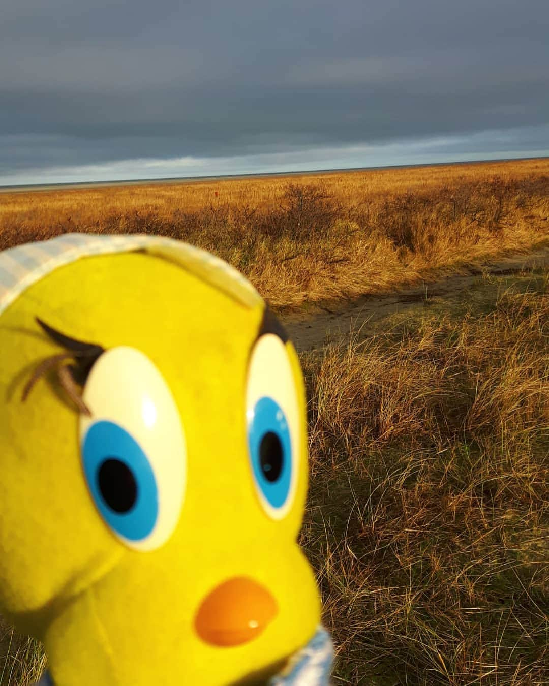 Little Yellow Birdさんのインスタグラム写真 - (Little Yellow BirdInstagram)「Exactly 1 year ago: Schiermonnikoog. Look at those dark clouds; luckily we never know what lies ahead.... #littleyellowbird #tweety #tweetykweelapis #adventures #yellow #bird #tbt #throwback #throwbbackthursday #schiermonnikoog #travel #traveling #wanderlust #fernweh #darkclouds #clouds #stupidvirus #stuffedanimalsofinstagram #plushiesofinstagram」1月14日 22時59分 - tweetykweelapis