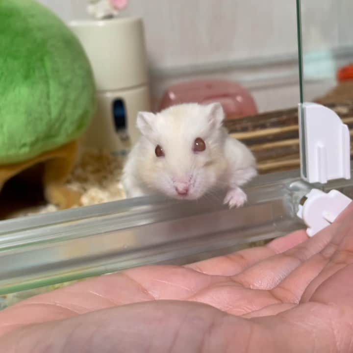 hamster_mocoのインスタグラム