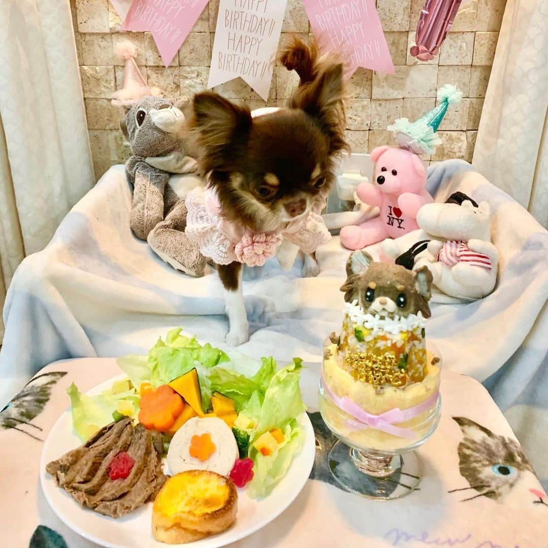 小島聡さんのインスタグラム写真 - (小島聡Instagram)「サラ（チョコレート色・メス）が本日１歳になりました。  家に来てからちょうど１０ヶ月。  イタズラ好きですが、元気に育っています。  長生きしてなU^ェ^U！！！  #小島聡 #新日本プロレス #チワワ #チワワのいる暮らし」1月14日 23時00分 - cozy_lariat